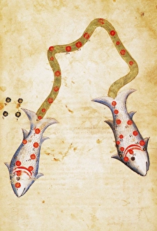 ZODIAC: PISCES, c1350. Manuscript illumination, Polish, mid-14th century ZODIAC: PISCES, c1350. Manuscript illumination, Polish, mid-14th century