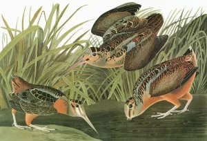 AUDUBON: WOODCOCK Print, American Woodcock (Scolopax minor) Engraving
