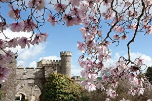 Images Dated 22nd March 2014: Spring Time at Caerhays Castle with its Magnolias and Camellias. 2