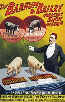 Barnum & Bailey 1900s slogans greatest show on earth performing pigs entertainers baileys Barnum & Bailey 1900s slogans greatest show on earth performing pigs entertainers baileys