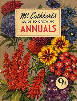 Mr Cuthberts 1953 1950s UK mcitnt flowers Annuals seeds flowers Cuthberts annual Mr Cuthberts 1953 1950s UK mcitnt flowers Annuals seeds flowers Cuthberts annual