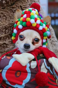 All Dogs Matter Santa Paws Christmas Fair, Hampstead, London All Dogs Matter Santa Paws Christmas Fair, Hampstead, London
