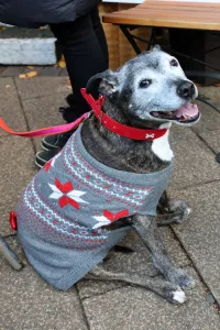 All Dogs Matter Santa Paws Christmas Fair, London All Dogs Matter Santa Paws Christmas Fair, London