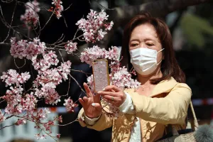 Japanese wear masks for Cherry Blossom viewing, Shinjuku Gyoen National Park, Tokyo