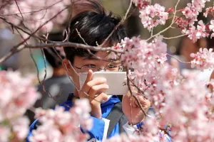 Japanese wear masks for Cherry Blossom viewing, Shinjuku Gyoen National Park, Tokyo Japanese wear masks for Cherry Blossom viewing, Shinjuku Gyoen National Park, Tokyo