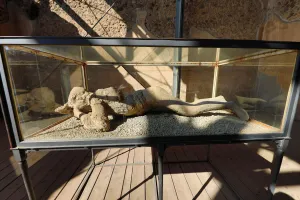 Petrified body in the ancient Roman city of Pompeii, Italy Petrified body in the ancient Roman city of Pompeii, Italy