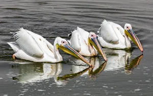 Africa Atlantic Ocean Namibia Walvis Bay animal Africa Atlantic Ocean Namibia Walvis Bay animal