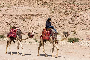 Asia Jordan Ma`an Petra animal camel desert geology Asia Jordan Ma`an Petra animal camel desert geology