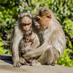 A bonnet macaque family near Udagamandalam (Ooty) in Tamil Nadu, India A bonnet macaque family near Udagamandalam (Ooty) in Tamil Nadu, India