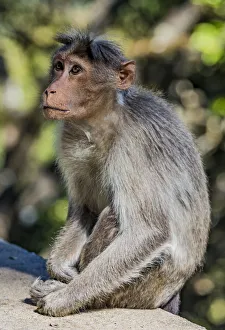 A bonnet macaque near Udagamandalam (Ooty) in Tamil Nadu, India A bonnet macaque near Udagamandalam (Ooty) in Tamil Nadu, India