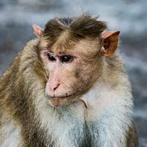 A bonnet macaque in the Vedantangal Bird Sanctuary in Tamil Nadu, India A bonnet macaque in the Vedantangal Bird Sanctuary in Tamil Nadu, India