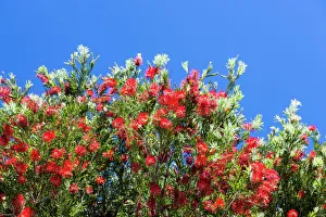 New zealand/waikato/callistemon red australian bottle brush tree New zealand/waikato/callistemon red australian bottle brush tree