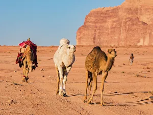 Three camels walking through the desert at Wadi Rum, Jordan Three camels walking through the desert at Wadi Rum, Jordan