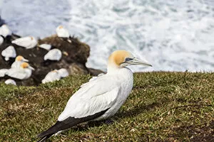 Northland Gallery: A cape gannet at Muriwai in Northland, New Zealand