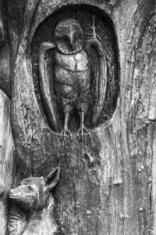 A carved elm in Le Caylar in France
