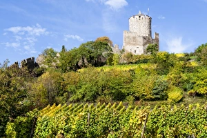The Chateau de Kaysersberg and vineyards in Kaysersberg, France The Chateau de Kaysersberg and vineyards in Kaysersberg, France