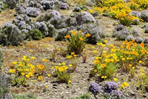 Colourful plantlife near Bannockburn in Otago, New Zealand Colourful plantlife near Bannockburn in Otago, New Zealand