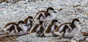 Ducklings on the shore of Lake Wanaka in Otago, New Zealand Ducklings on the shore of Lake Wanaka in Otago, New Zealand