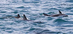 Dusky dophins at Kaikoura in Canterbury, New Zealand Dusky dophins at Kaikoura in Canterbury, New Zealand