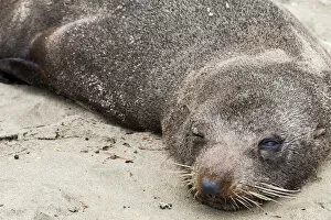 A fur seal at Moeriki in Otago, New Zealand