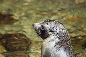 A fur seal pup at Ohau in Canterbury, New Zealand A fur seal pup at Ohau in Canterbury, New Zealand