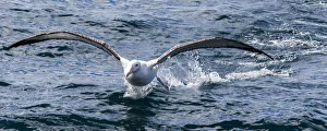 A Gibson`s wandering albatross at Kaikoura in Canterbury, New Zealand A Gibson`s wandering albatross at Kaikoura in Canterbury, New Zealand