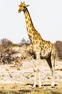 Namibia/etosha national park/giraffe etosha national park namibia Namibia/etosha national park/giraffe etosha national park namibia
