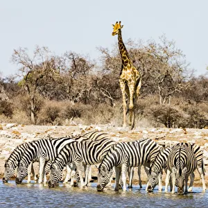 A giraffe and a group of zebras in Etosha National Park, Namibia A giraffe and a group of zebras in Etosha National Park, Namibia