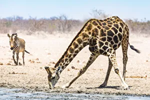 A giraffe and a zebra in Etosha National Park, Namibia A giraffe and a zebra in Etosha National Park, Namibia