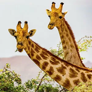 Vertebrate Gallery: Two giraffes in Damaraland, Namibia