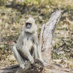 A grey langur in the Mudumalai National Park in Tamil Nadu, India A grey langur in the Mudumalai National Park in Tamil Nadu, India