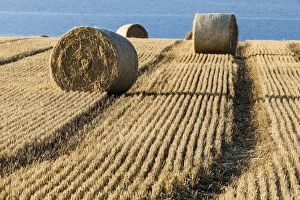 Harvestime near the village of Cromarty in Scotland Harvestime near the village of Cromarty in Scotland