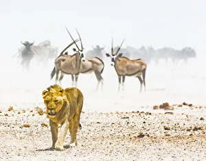 A lion and some gemsboks in a dust storm in Etosha National Park, Namibia A lion and some gemsboks in a dust storm in Etosha National Park, Namibia