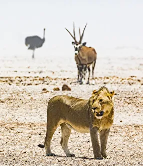 A lion, an ostrich and a gemsbok in a dust storm in Etosha National Park, Namibia A lion, an ostrich and a gemsbok in a dust storm in Etosha National Park, Namibia