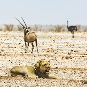 A lion, an ostrich and a gemsbok in in Etosha National Park, Namibia A lion, an ostrich and a gemsbok in in Etosha National Park, Namibia