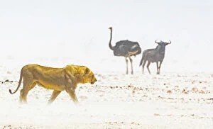 A lion, an ostrich and a wildebeest in a dust storm in Etosha National Park, Namibia