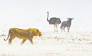 Namibia/etosha national park/lion ostrich wildebeest dust storm etosha Namibia/etosha national park/lion ostrich wildebeest dust storm etosha