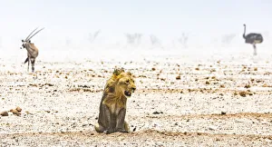 A male lion, a gemsbok and an ostrich during a duststorm in Namibia A male lion, a gemsbok and an ostrich during a duststorm in Namibia