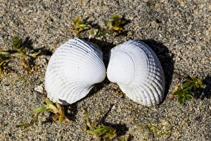 A pair of sea shells at Luskentyre in Scotland A pair of sea shells at Luskentyre in Scotland