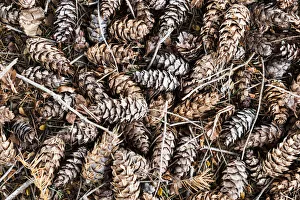 Pine cones at Te Anau in Southland, New Zealand Pine cones at Te Anau in Southland, New Zealand