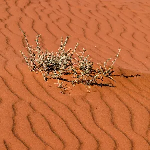 A plant surviving in the arid desert in Wadi Rum, Jordan A plant surviving in the arid desert in Wadi Rum, Jordan