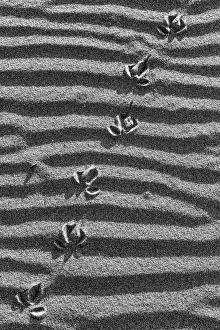 Ripples on the sandy beach at Pauanui in Waikato, New Zealand Ripples on the sandy beach at Pauanui in Waikato, New Zealand