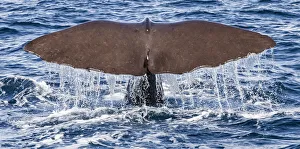 A sperm whale diving at Kaikoura in Canterbury, New Zealand A sperm whale diving at Kaikoura in Canterbury, New Zealand