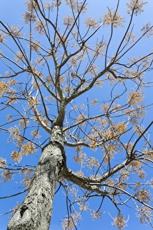 Spring sunshine on a roadside tree in Loule, Portugal Spring sunshine on a roadside tree in Loule, Portugal