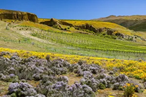 A vineyard near Bannockburn in Otago, New Zealand A vineyard near Bannockburn in Otago, New Zealand