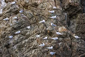 White-fronted terns at Kaikoura in Canterbury, New Zealand White-fronted terns at Kaikoura in Canterbury, New Zealand