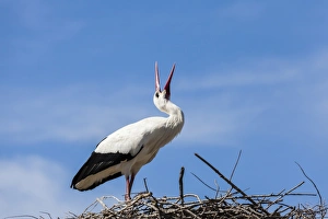 A white stork at the Pont de Gau Ornithological Park, France A white stork at the Pont de Gau Ornithological Park, France