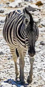 Namibia/etosha national park/zebra etosha national park namibia Namibia/etosha national park/zebra etosha national park namibia