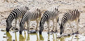 Zebras at a waterhole in Etosha National Park, Namibia Zebras at a waterhole in Etosha National Park, Namibia