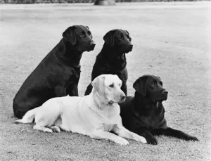 Fall/Labrador/Mix Group